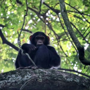 chimpanzee