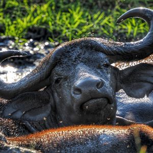 buffalos