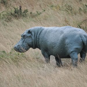 hippo