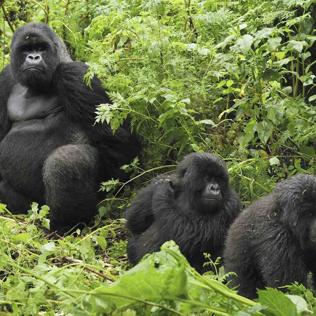 Gorillas