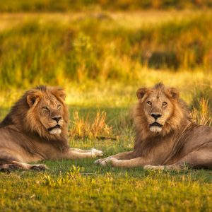 lions
