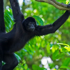 monkey