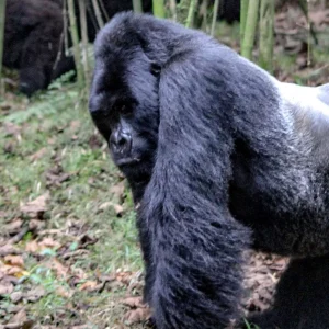 silverback