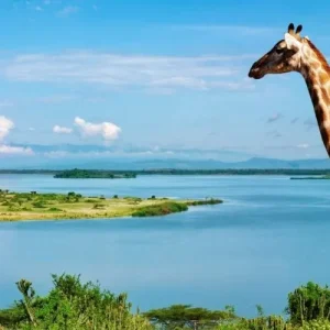 wildlife
