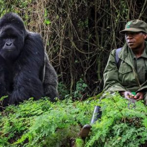 Gorilla trekking