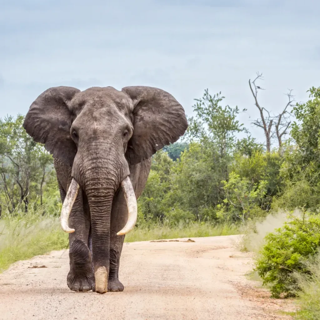 elephants