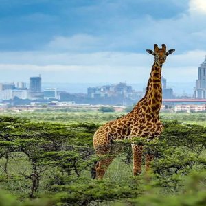 Giraffe