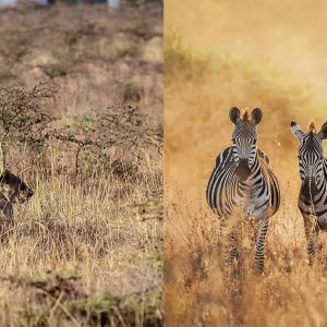 Nairobi np