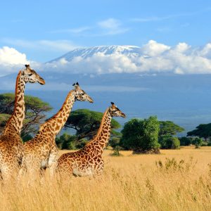 giraffes