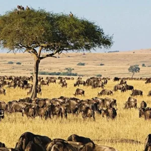 maasai-mara