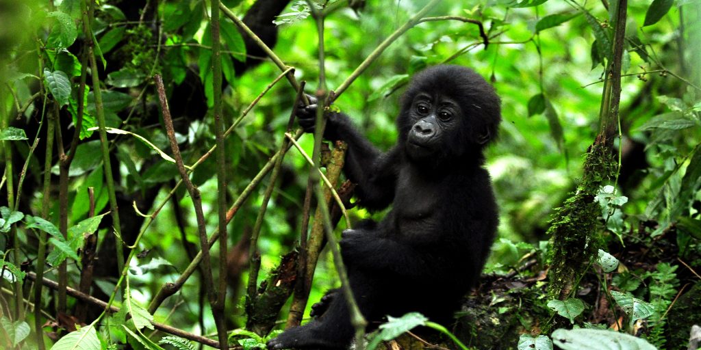 baby gorilla