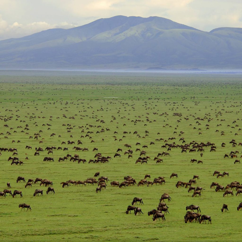 serengeti