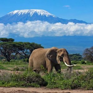 elephant