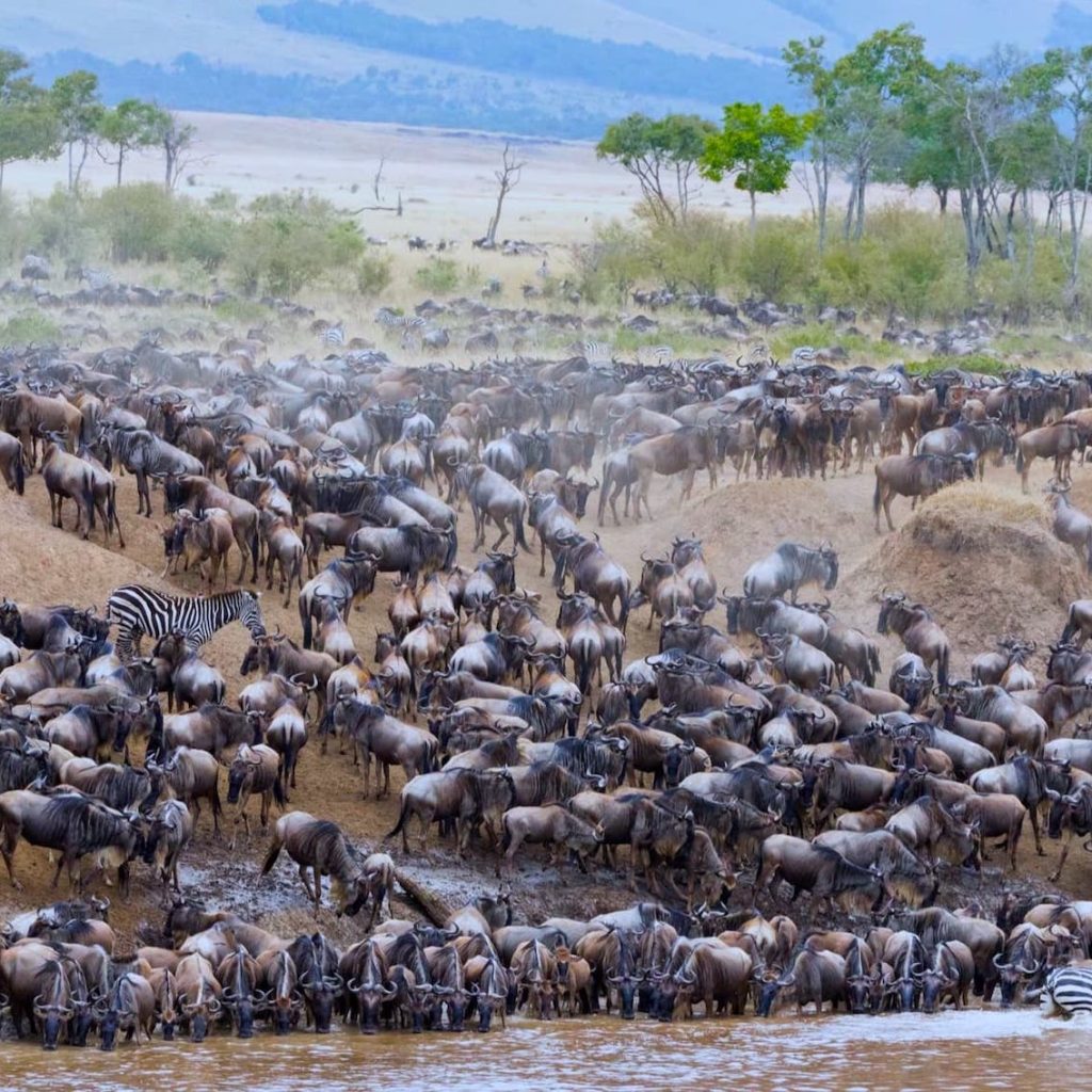 beest migration