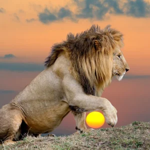 lion