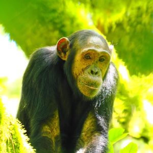 chimpanzee