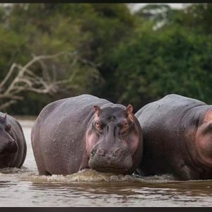 hippo