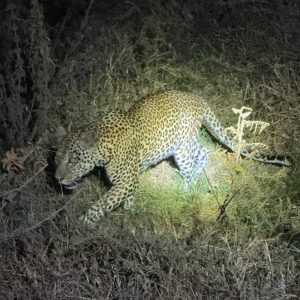 leopard night game drive