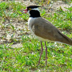black headed lapwing